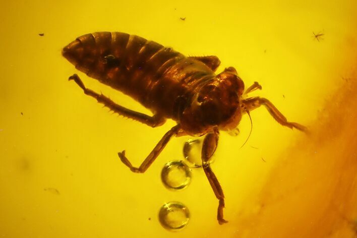Detailed Fossil Cicada (Auchenorrhyncha) Nymph In Baltic Amber #145470